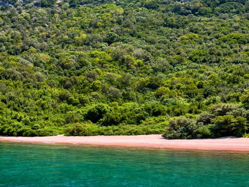 Akvaryum Koyu & Yüzme Molası